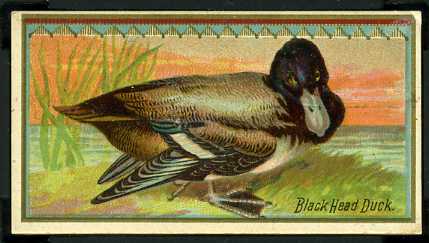 8 Black Head Duck